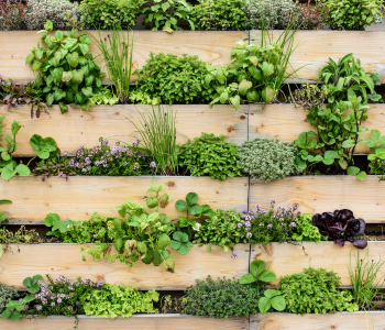 Vertical Gardening Vertical Gardening reference image