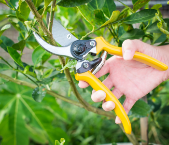Pruning 