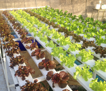 Hydroponic Gardening