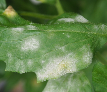 Powdery Mildew reference image