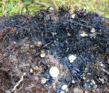 Root Rot reference image