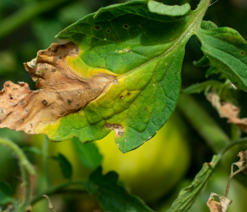 Blight reference image