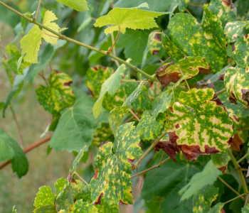 Leaf Rust reference image