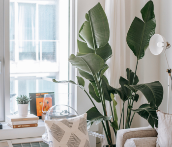 apartment plants