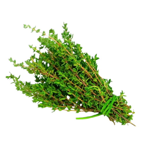 Free download | HD PNG PNG image of thyme sprig png with a clear background  - Image ID 8627 | TOPpng
