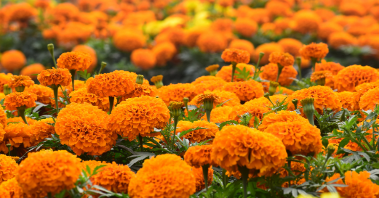 marigold plant reference image