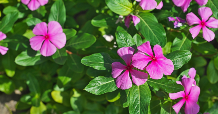 periwinkle plant reference image