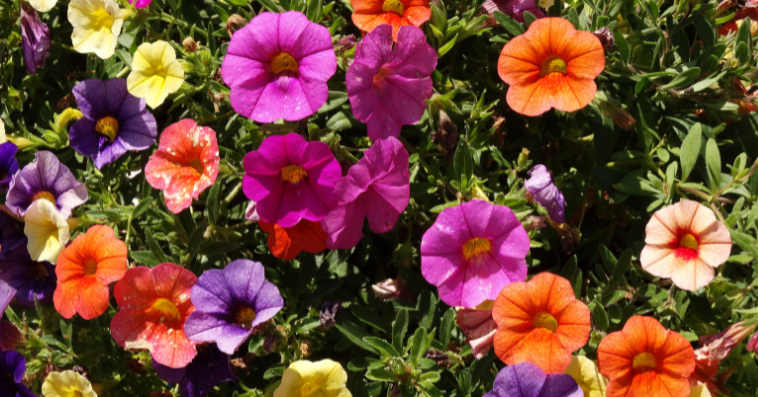 petunia plant reference image