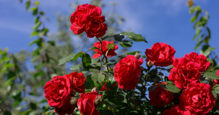 Rose plant reference image