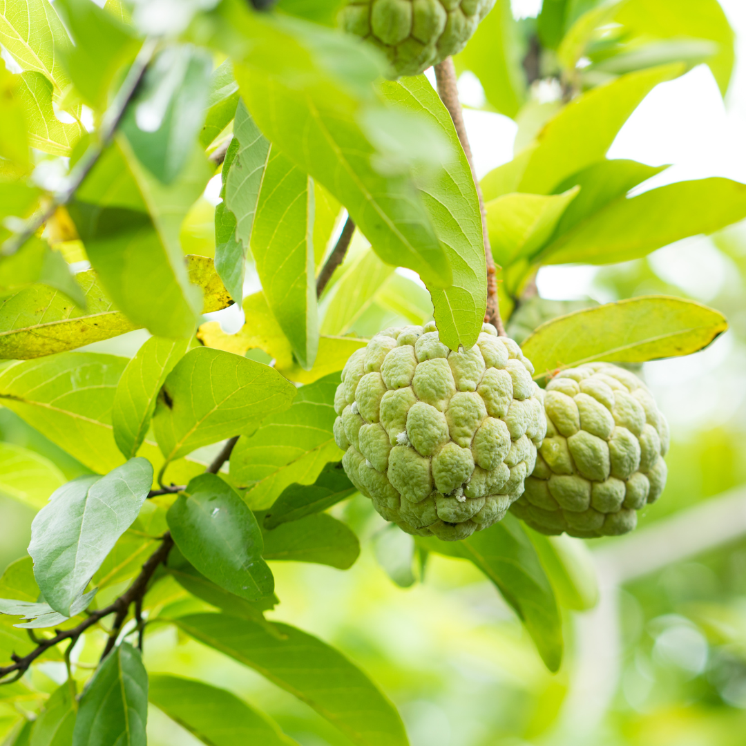 A custard apple plant with dense green foliage and rough-textured, heart-shaped fruits. The leaves are long and slender with smooth edges, creating a lush canopy around the ripening fruits.